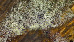 Selenosporella