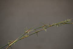 Cymbopogon refractus