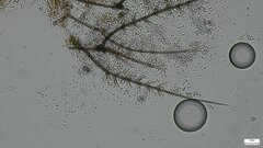 Selenosporella