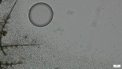 Selenosporella