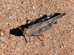 Lactista gibbosus