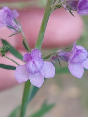 Linaria purpurea