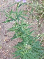 Linaria purpurea