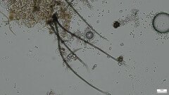 Selenosporella