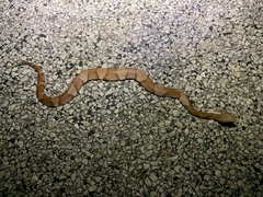 Agkistrodon laticinctus