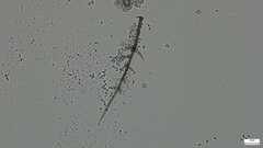 Selenosporella