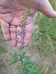 Linaria purpurea