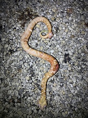Agkistrodon laticinctus