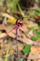 Caladenia formosa