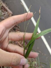 Paspalum mandiocanum