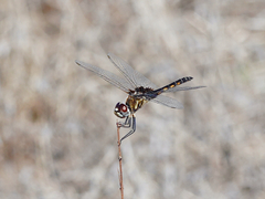 Macrodiplax balteata