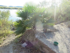 Washingtonia robusta