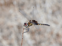 Macrodiplax balteata