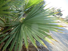 Washingtonia robusta