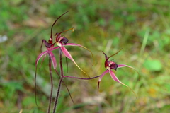 Caladenia formosa