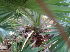 Washingtonia robusta