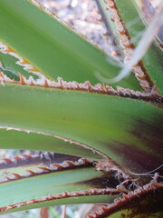 Washingtonia robusta
