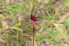 Caladenia formosa