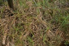 Cenchrus clandestinus