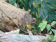 Geothlypis trichas
