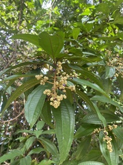 Miconia prasina