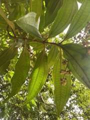 Miconia prasina