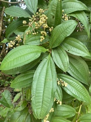 Miconia prasina