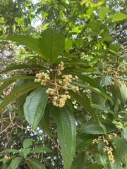 Miconia prasina