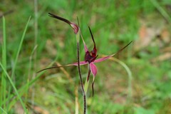 Caladenia formosa