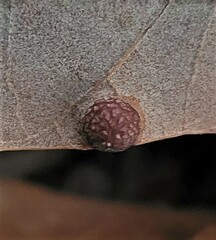 Polystepha globosa