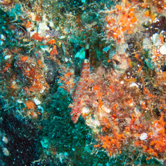 Crocodilichthys gracilis