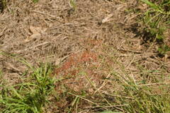 Melinis repens