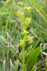 Platanthera mandarinorum pachyglossa