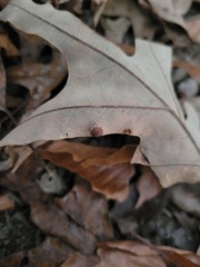 Polystepha globosa