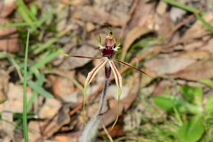 Caladenia parva