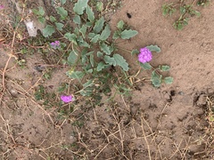 Abronia gracilis