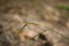 Urochloa eminii
