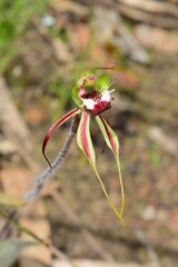 Caladenia parva