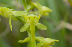 Platanthera mandarinorum pachyglossa
