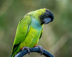 Aratinga nenday