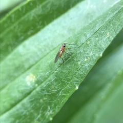 Lonchoptera bifurcata