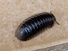 Arthrosphaera