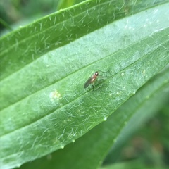 Lonchoptera bifurcata