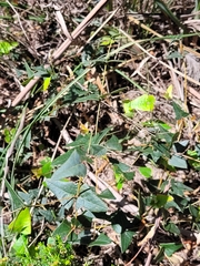 Platylobium triangulare