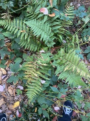 Dryopteris intermedia