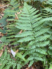 Dryopteris intermedia