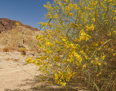 Parkinsonia florida