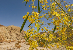 Parkinsonia florida