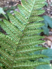 Dryopteris intermedia