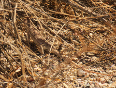 Dipsosaurus dorsalis